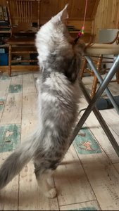 Maine Coon kitten Черный белые пятна на лапках и/или груди MCO ns 22 09 Boy - photo 3